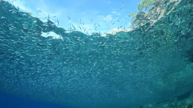 silversides hiding behind secret rocks  under sun shine and beams underwater silverside fish school wavy sea protection backgrounds Atherina boyeri