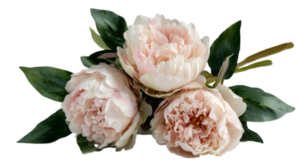 Three pale pink, multi-layered flowers with green leaves on black