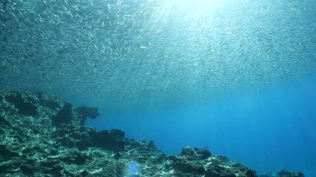 silversides hiding behind secret rocks  under sun shine and beams underwater silverside fish school wavy sea protection backgrounds Atherina boyeri