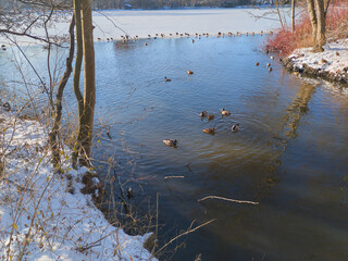 Der Hermann-L&ouml;ns-Park in Hannover ist im Winter eine
ruhige, klare M&auml;rchenlandschaft