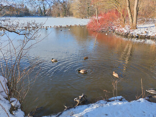 Der Hermann-L&ouml;ns-Park in Hannover ist im Winter eine
ruhige, klare M&auml;rchenlandschaft