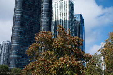 chicago city skyscrapers