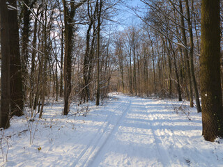 Der Hermann-L&ouml;ns-Park in Hannover ist im Winter eine
ruhige, klare M&auml;rchenlandschaft