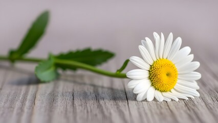 Fototapeta premium Valentines day gift ideas with beautiful white daisy flower