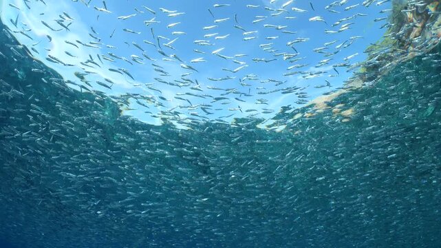 silversides hiding behind secret rocks  under sun shine and beams underwater silverside fish school wavy sea protection backgrounds Atherina boyeri