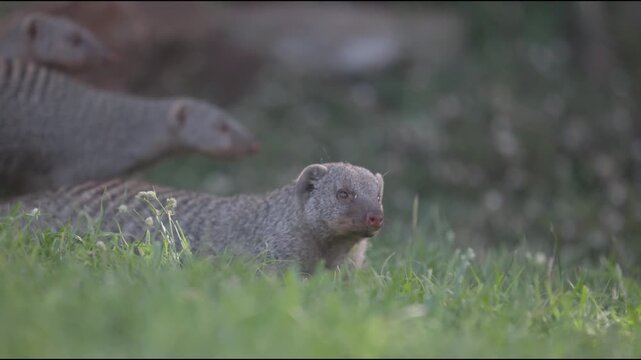 Banded grey mongooses in a group and close up of a mongoose at greater Victoria falls and Zambezi river national park in Zimbabwe as small mammals relax and scavenge on green grass ground