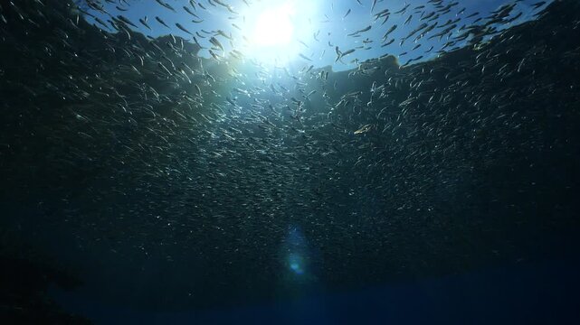 silversides hiding behind secret rocks  under sun shine and beams underwater silverside fish school wavy sea protection backgrounds Atherina boyeri