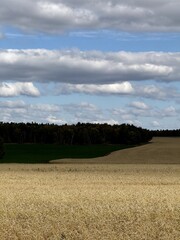 Wheat field scenery, Agricultural landscape with dramatic sky