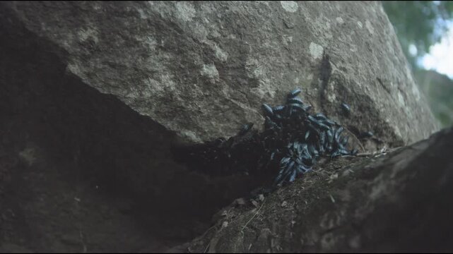 Strange dark and black insects leeches, cockroaches, and snails hanging on rocks in warm Zimbabwe, African weather and environment
