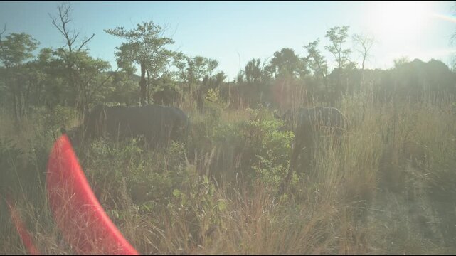 A group of white horned rhinos rhinoceros walking by in slo mo slow motion in African natural and forested landscape by Zimbabwe Matobo National Park and hills in the bush