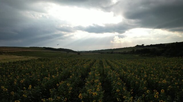 A vast sunflower field under a dramatic stormy sky with sun rays breaking through clouds and a bird flying above, Kakheti, Georgia