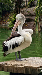 Close-up portrait of a pelican in a natural aquatic environment, showing detailed eye, long bill,...