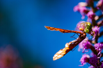 Macro shot of a Green Lynx Spider (Peucetia viridans) attacking a butterfly on a blazing star flower