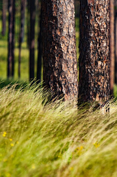 trunks of mature longleaf pine trees among green wiregrass blowing in the wind in a forest in South Carolina