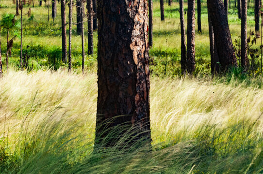 trunks of mature longleaf pine trees among green wiregrass blowing in the wind in a forest in South Carolina