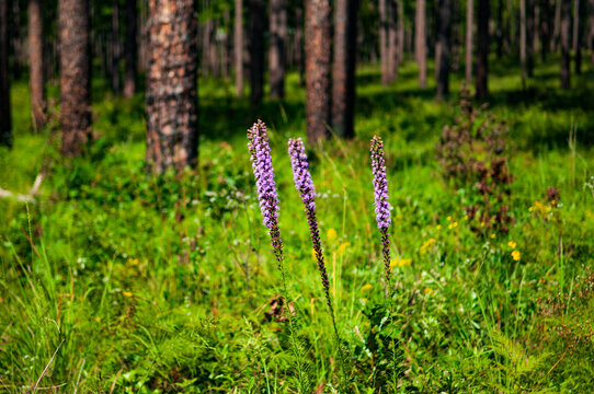 Blazing Star flowers in a Longleaf forest clearing in South Carolina