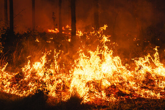 Controlled burn in a longleaf pine forest in North Carolina