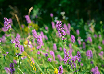 Obraz premium Blooming Betonica officinalis. Medicinal plants, herbs in the garden.