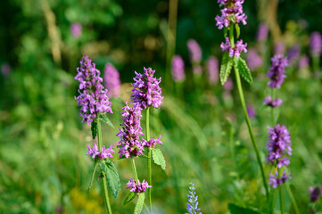 Obraz premium Blooming Betonica officinalis. Medicinal plants, herbs in the garden.