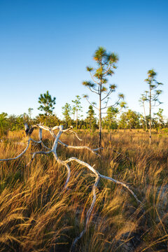A longleaf pine forest in Florida