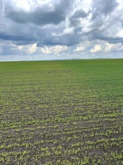 Sprouting seedlings thrive under overcast clouds in damp soil