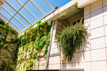 Residential building facade with ivy and rosemary growing on exterior wall. Urban greenery, Mediterranean architecture, sustainable living environment and harmony between housing design and nature