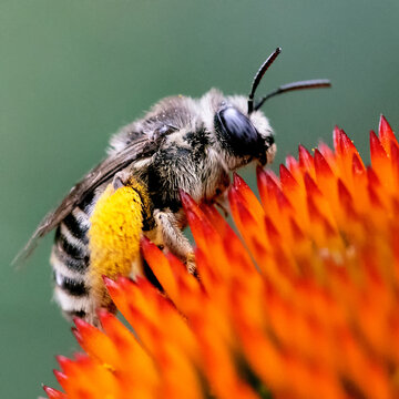 Closeup Macro Image of Honey Bee Pollenating Garden Coneflowers