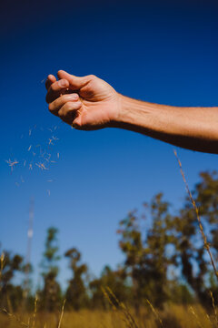 A hand dropping grass seed against a blue sky