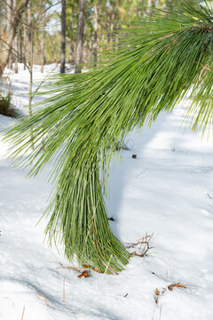 Longleaf pine branch in the snow in North Carolina