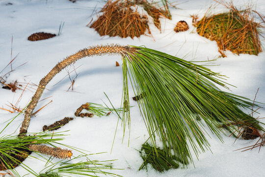 Longleaf pine branches and pinecones in the snow in North Carolina