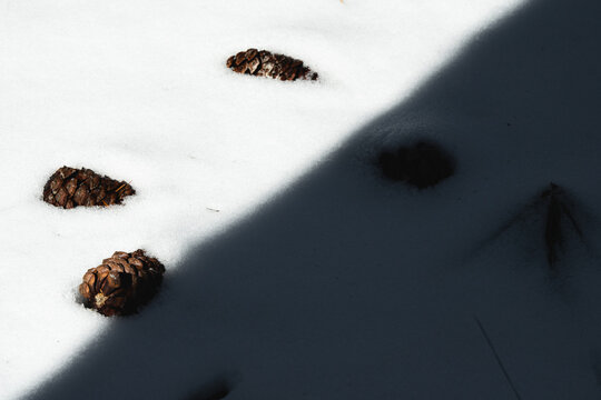 Longleaf pine cones in the snow with a line of shadow in North Carolina