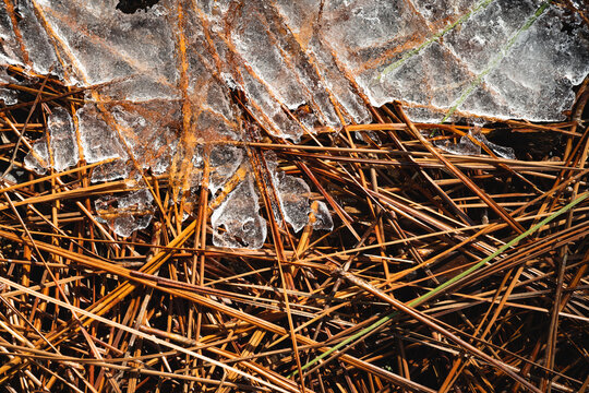 Longleaf pine straw mixed with ice on the ground in North Carolina