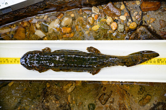 A hellbender being measured above a mountain stream in North Carolina