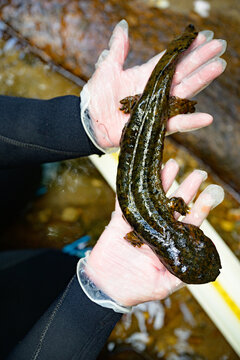 Hands hold a hellbender over a mountain stream in North Carolina