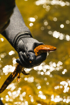 A gloved hand holds a hellbender over a mountain stream in North Carolina
