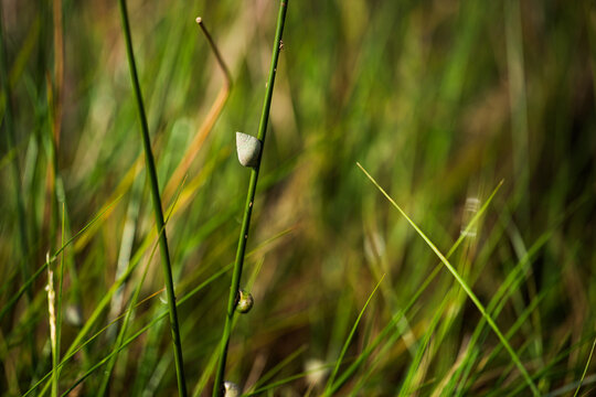Marsh Periwinkles on blades of grass in the Pamlico Sound