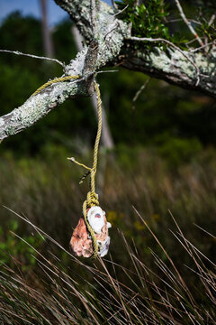 A barnacle-encrusted fishing float hanging from a tree over grasses in the Pamlico Sound