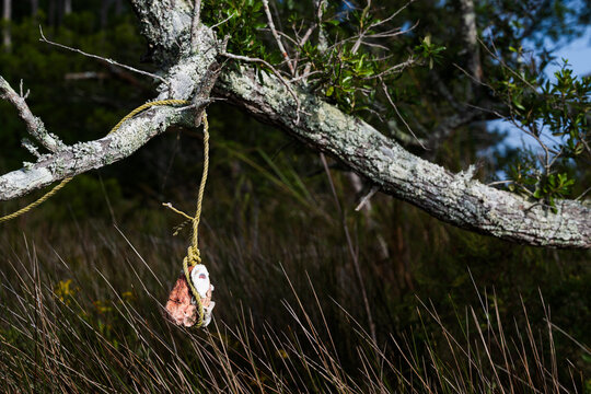 A barnacle-encrusted fishing float hanging from a tree over grasses in the Pamlico Sound