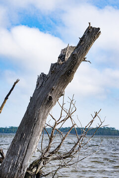 A dead tree along the water in the Pamlico Sound