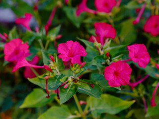 Mirabilis jalapa , or night beauty ( Latin- Mirabilis jalapa ) is the type species of the genus Mirabilis of the family Nyctaginaceae