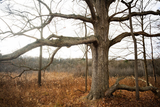 Oak tree in a field along the Huron River in winter, Ann Arbor, Michigan