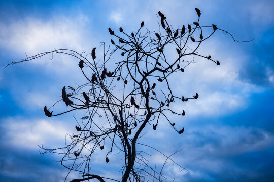 Sumac tree along the Huron River in winter, Ann Arbor, Michigan