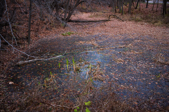 Pond near the Huron River in winter, Ann Arbor, Michigan