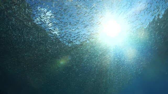 silversides hiding behind secret rocks  under sun shine and beams underwater silverside fish school wavy sea protection backgrounds Atherina boyeri