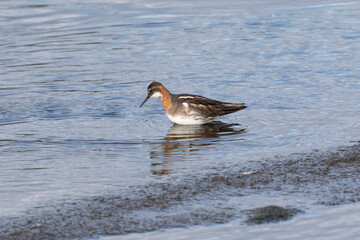 Red-necked phalarope stands in the water