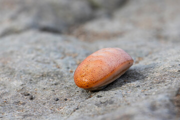 Chitons are marine molluscs of varying size in the class Polyplacophora