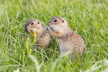 Two gophers are playing in the green grass