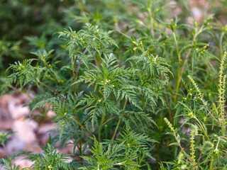 Naklejka premium Common ragweed ( Latin- Ambrosia artemisiifolia ) is an annual herbaceous plant of the Asteraceae family. Common ragweed pollen causes allergies.