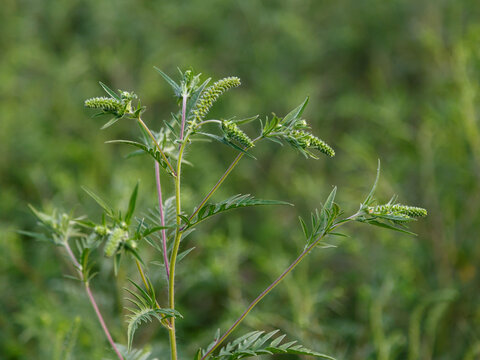 Common ragweed ( Latin- Ambrosia artemisiifolia ) is an annual herbaceous plant of the Asteraceae family. Plant pollen causes allergies.