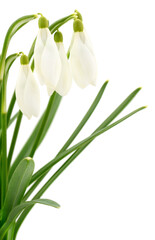 Spring snowdrop flowers Galanthus isolated on white background